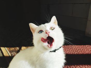 Close-up portrait of cat yawning