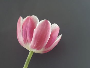 Close-up of pink tulip against white background