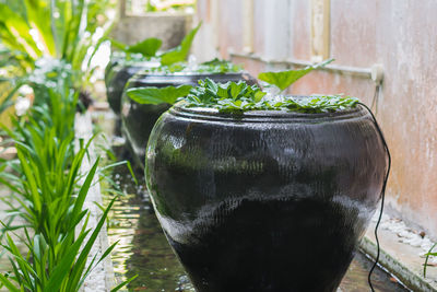 Close-up of potted plant