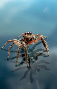 Close-up of spider