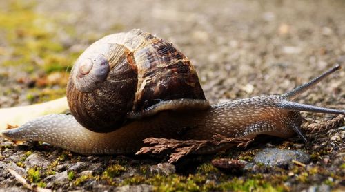 Close-up of snail