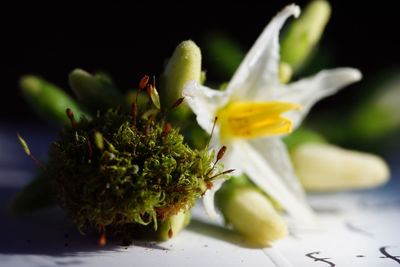 Close-up of flowering plant