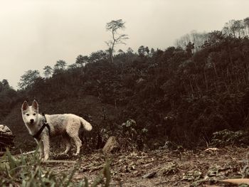 Dog standing on field