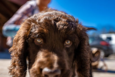 Close-up portrait of dog