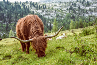 Horses in a field