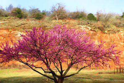 Flower tree on field against sky