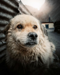 Close-up portrait of dog looking at camera