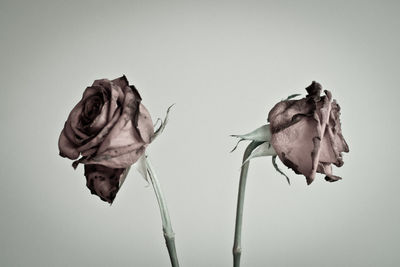 Close-up of wilted rose against white background