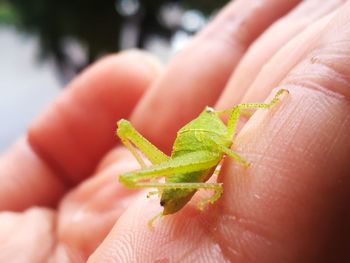 Close-up of hand holding leaf