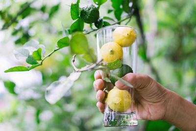 Human hand holding lemon in glass