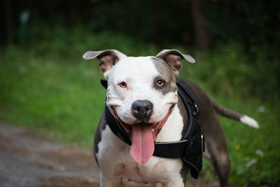 Portrait of dog sticking out tongue on land