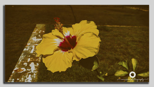 Close-up of yellow hibiscus
