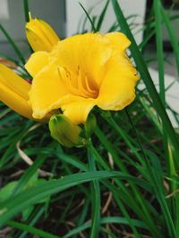 Close-up of yellow daffodil blooming in field