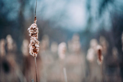 Close-up of wilted plant