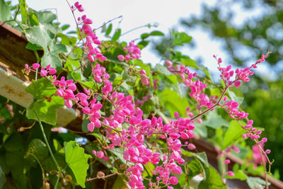 Close-up of pink flowering plant