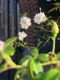 Close-up of white flowering plant