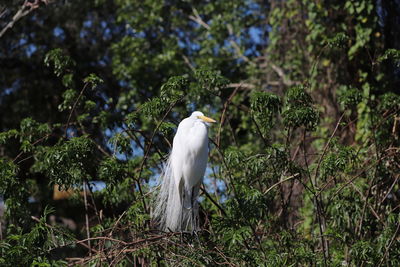 White egret perched in a tree