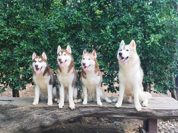 Portrait of dogs