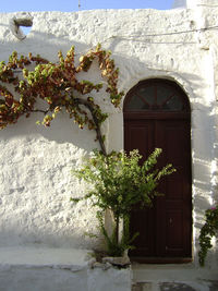 Plants in house