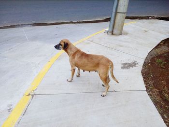 High angle view of dog standing on sidewalk