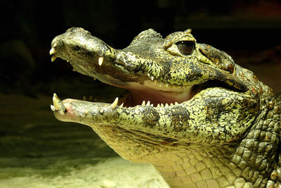 Close-up of crocodile during night