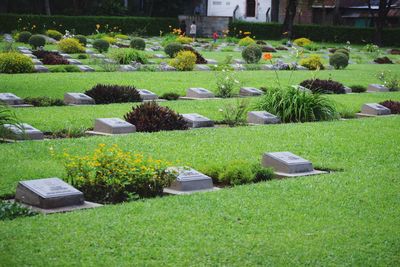 View of plants in garden