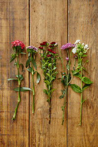 Directly above shot of flowering plants on table