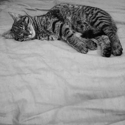 Cat sleeping on tiled floor