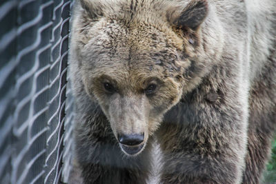 Close-up portrait of bear