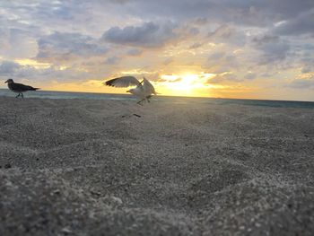 Birds at beach against sky during sunset