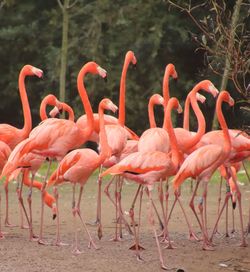 View of birds on land