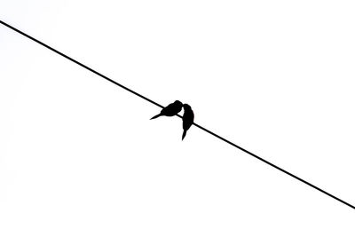 Low angle view of bird perching on cable against clear sky