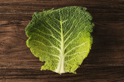 High angle view of leaf against white background