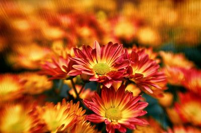 Close-up of red flower