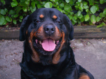 Close-up portrait of rottweiler 