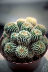 Close-up of cactus plant in pot