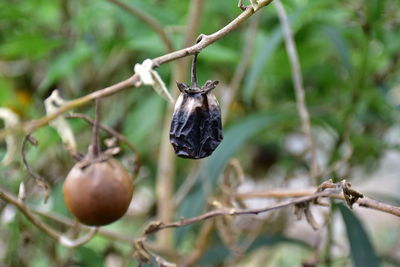 Close-up of berries growing on tree