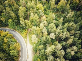 High angle view of pine trees in forest