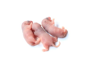 Close-up of baby over white background