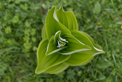 Close-up of plant