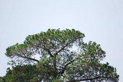 Low angle view of tree against sky