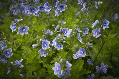 Close-up of purple flowering plants