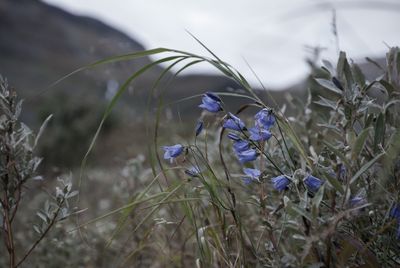 Close-up of purple flowers on field