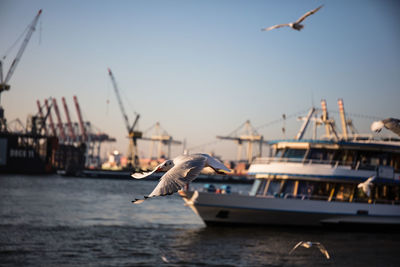 Seagull flying over harbor