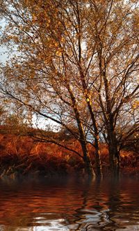 Scenic view of river by trees during autumn