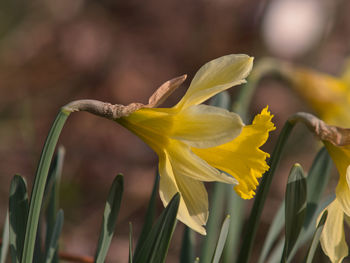 Close-up of yellow flowering plant