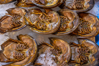 Fresh-caught seafood for sale at a street market