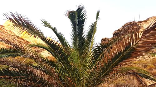 Low angle view of palm trees against sky