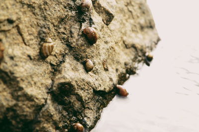 Close-up of lizard on rock