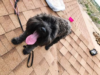 High angle view of dog